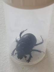 Geotrupes stercorarius