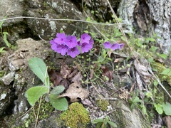 Phlox amoena