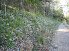 Valerianella ozarkana