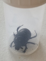 Geotrupes stercorarius