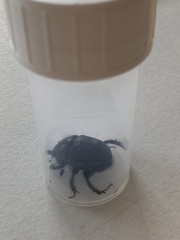 Geotrupes stercorarius