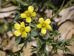 Linum strictum