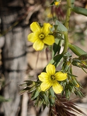 Linum strictum