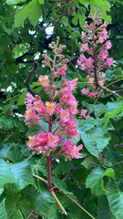 Aesculus × carnea