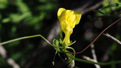 Neogaerrhinum filipes