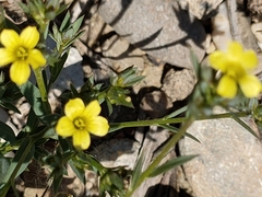 Linum strictum