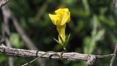 Neogaerrhinum filipes