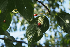 Prunus speciosa