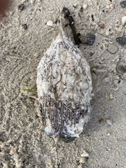 Chilomycterus schoepfii