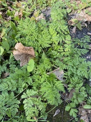 Anthriscus sylvestris