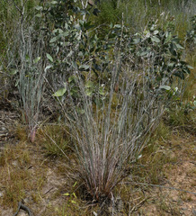 Eragrostis concinna