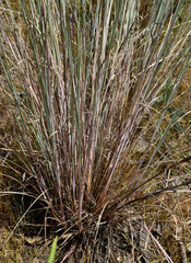 Eragrostis concinna