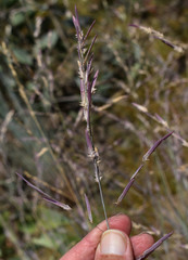 Eragrostis concinna