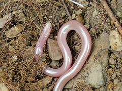 Xerotyphlops vermicularis