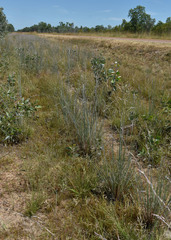 Eragrostis concinna