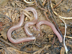 Xerotyphlops vermicularis