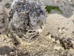 Chilomycterus schoepfii