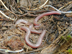 Xerotyphlops vermicularis