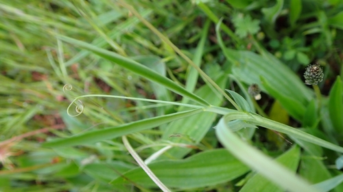 Image of Lathyrus angulatus by (c) scolym, some rights reserved (CC BY)