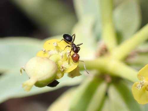 Camponotus guanchusCamponotus guanchus