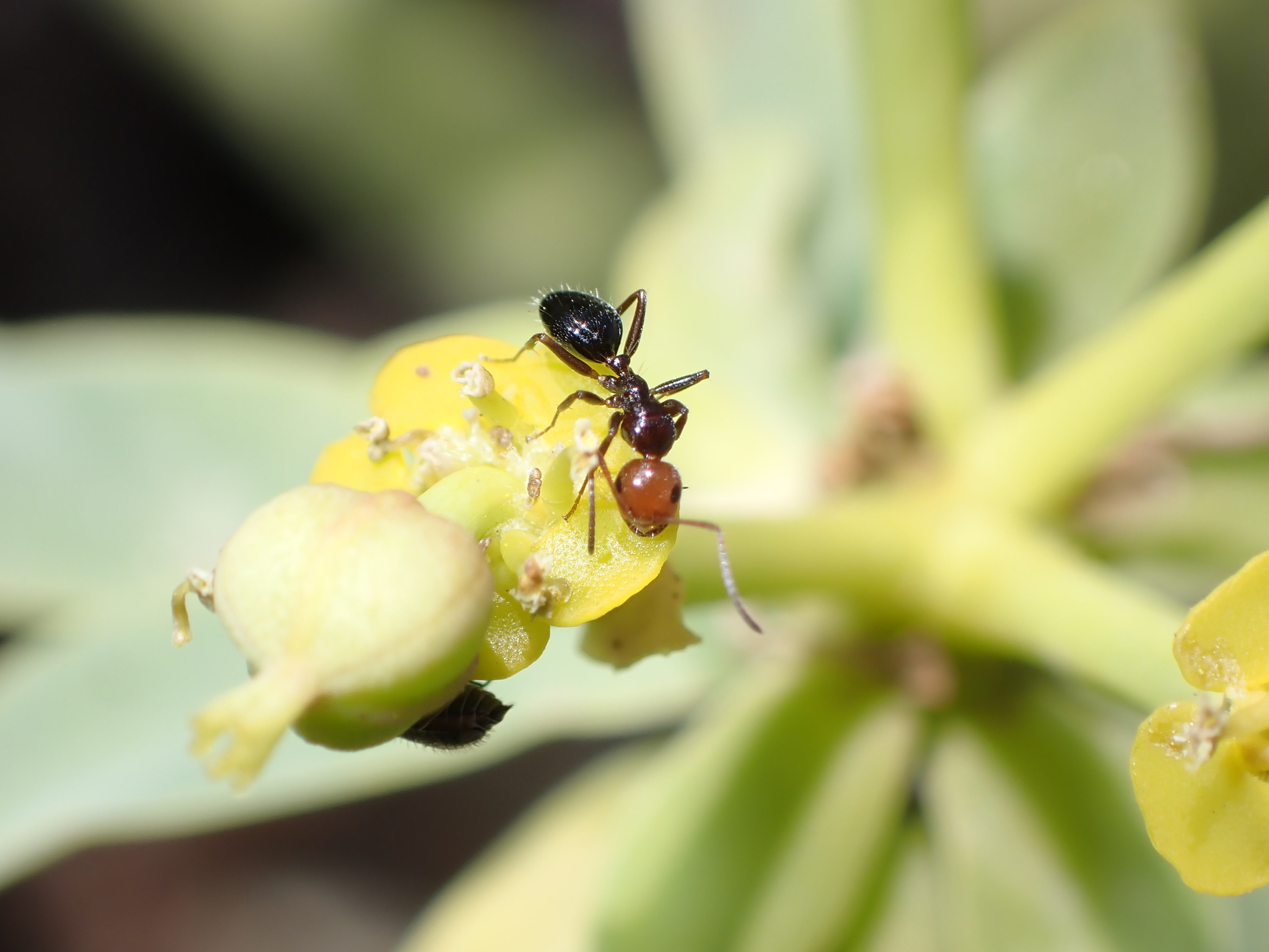 Camponotus guanchus