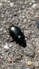 Poecilus versicolor