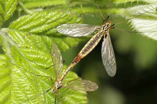 Spotted Cranefly