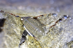 Exosphaeroma