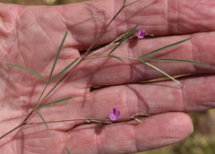 Tephrosia leptoclada