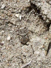 Phimodera humeralis