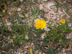 Anacyclus radiatus