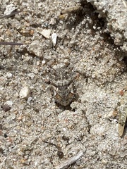 Phimodera humeralis