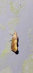 Plusiodonta coelonota