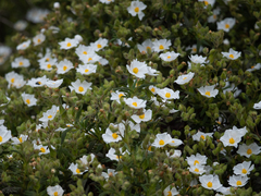 Cistus monspeliensis