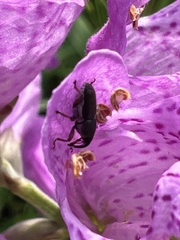 Odontocorynus salebrosus