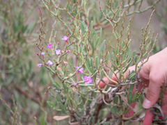 Limoniastrum monopetalum