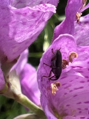 Odontocorynus salebrosus