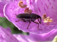 Odontocorynus salebrosus