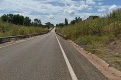 Sorghum arundinaceum