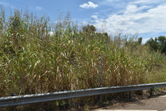 Sorghum arundinaceum
