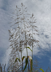 Sorghum arundinaceum