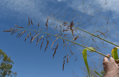 Sorghum arundinaceum