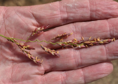 Sorghum arundinaceum