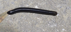 Archispirostreptus syriacus
