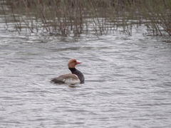 Netta rufina