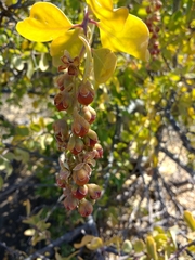 Stegnosperma halimifolium