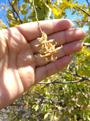 Stegnosperma halimifolium