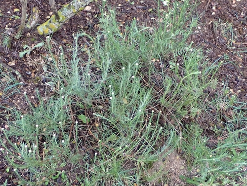 Image of Santolina rosmarinifolia by (c) scolym, some rights reserved (CC BY)