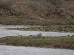 Pluvialis squatarola