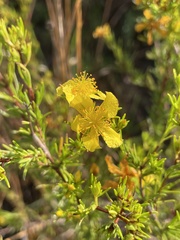 Hypericum limosum